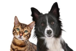 Plumbing and Your Pet