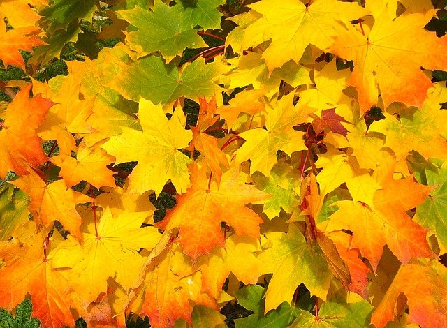 The Ideal Plumbing Maintenance Guide for the Fall